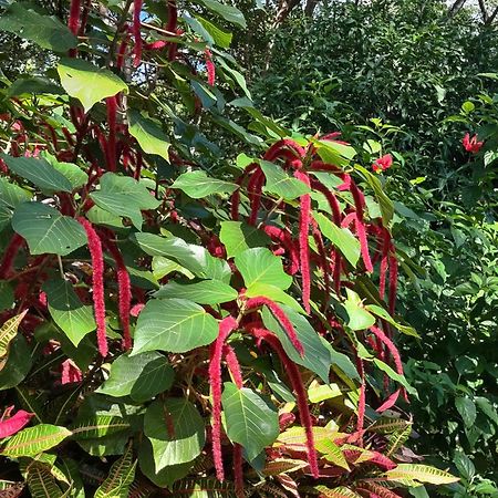 Finca Mystica Mérida المظهر الخارجي الصورة
