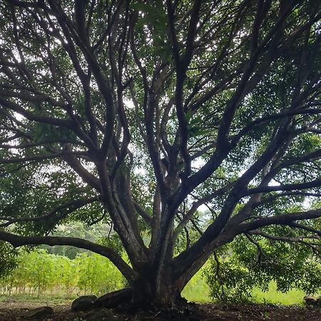 Finca Mystica Mérida المظهر الخارجي الصورة