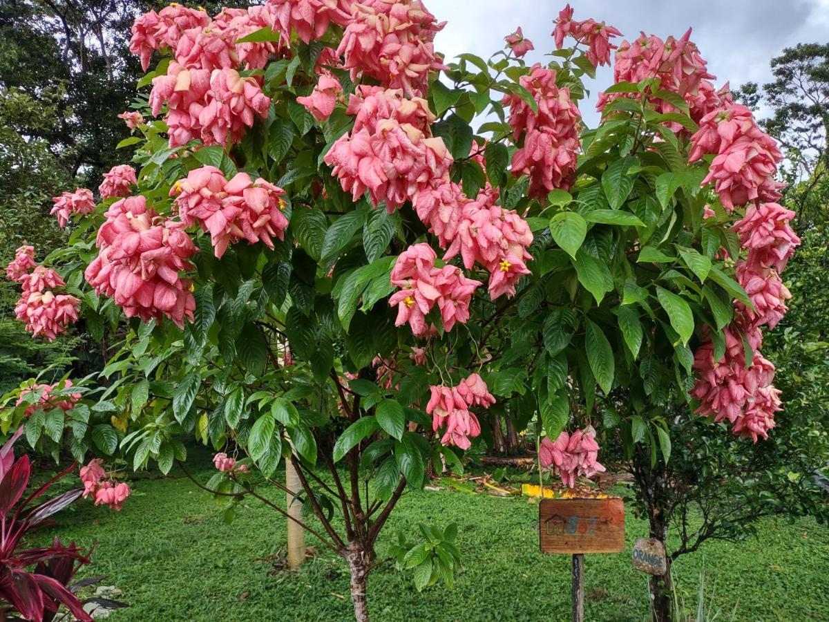 Finca Mystica Mérida المظهر الخارجي الصورة