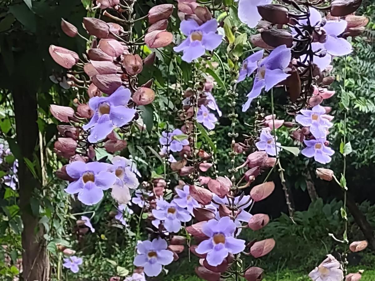 Finca Mystica Mérida المظهر الخارجي الصورة