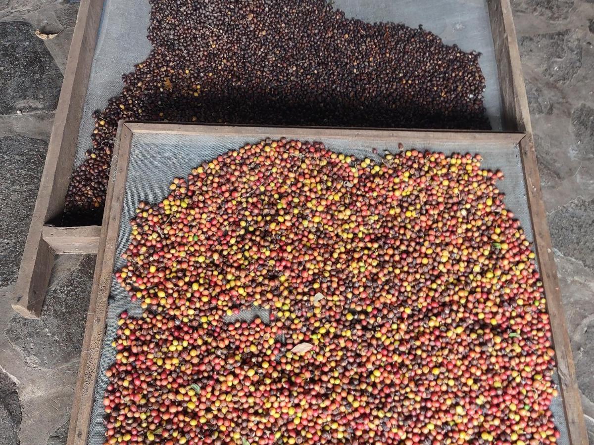 Finca Mystica Mérida المظهر الخارجي الصورة